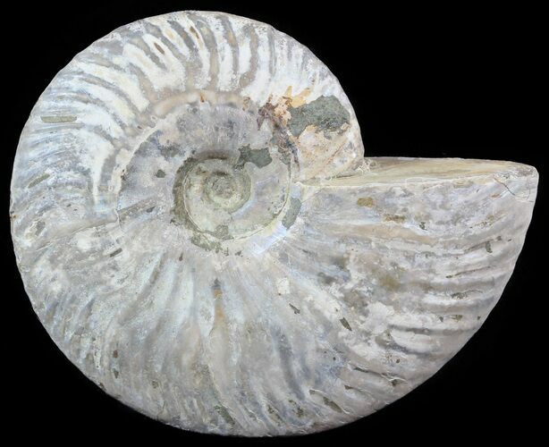 Silver Iridescent Ammonite - Madagascar #51497